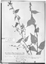 Field Museum photo negatives collection; Genève specimen of Wissadula macrantha R. E. Fr., PARAGUAY, É. Hassler 2570a, Type [status unknown], G
