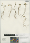 Ranunculus glareosus Hand.-Mazz., China, D. E. Boufford 29469, F