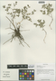 Thalictrum squamiferum Lecoy., China, D. E. Boufford 34209, F