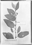 Field Museum photo negatives collection; Genève specimen of Sida rojasii Hassl., PARAGUAY, É. Hassler 2623a, Type [status unknown], G