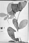 Field Museum photo negatives collection; Genève specimen of Sloanea obtusa Schum., FRENCH GUIANA, P. A. Sagot 1146, Type [status unknown], G
