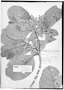 Field Museum photo negatives collection; Genève specimen of Sloanea pubiflora Planch. & Linden ex Benth., COLOMBIA, L. J. Schlim 839, Type [status unknown], G