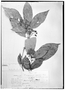 Field Museum photo negatives collection; Genève specimen of Sloanea riparia (Gardner) Planch. ex Benth., BRAZIL, G. Gardner 327, Type [status unknown], G
