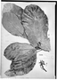 Field Museum photo negatives collection; Genève specimen of Sloanea schomburgkii Spruce ex Benth., GUYANA, R. H. Schomburgk 773, Type [status unknown], G