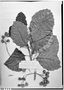 Field Museum photo negatives collection; Genève specimen of Sloanea stipitata Spruce ex Benth., BRAZIL, R. Spruce 3197, Isotype, G
