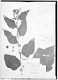 Field Museum photo negatives collection; Genève specimen of Triumfetta multilocularis Hochr., PERU, de Ventenal, Type [status unknown], G