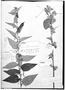 Field Museum photo negatives collection; Genève specimen of Ayenia mexicana Turcz., MEXICO, H. G. Galeotti 431, Type [status unknown], G