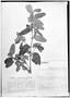 Field Museum photo negatives collection; Genève specimen of Waltheria erioclada DC., PERU, H. Ruíz L., Type [status unknown], G