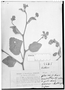 Field Museum photo negatives collection; Genève specimen of Waltheria excelsa Turcz., BRAZIL, J. S. Blanchet 2685, Type [status unknown], G