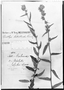 Field Museum photo negatives collection; Genève specimen of Melochia hirsuta var. galeotti Hochr., MEXICO, H. G. Galeotti 4081, Type [status unknown], G
