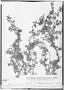 Field Museum photo negatives collection; Genève specimen of Melochia lacinulata Schum. & Hassl., PARAGUAY, É. Hassler 8450, Type [status unknown], G