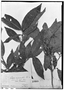 Field Museum photo negatives collection; Genève specimen of Quiina micrantha Tul., PERU, E. F. Poeppig 2852, Type [status unknown], G