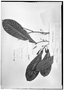 Field Museum photo negatives collection; Genève specimen of Quiina sessilis Choisy, FRENCH GUIANA, J. B. Patris, Type [status unknown], G