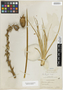 Yucca glauca Nutt., U.S.A., W. W. Eggleston 15573, F