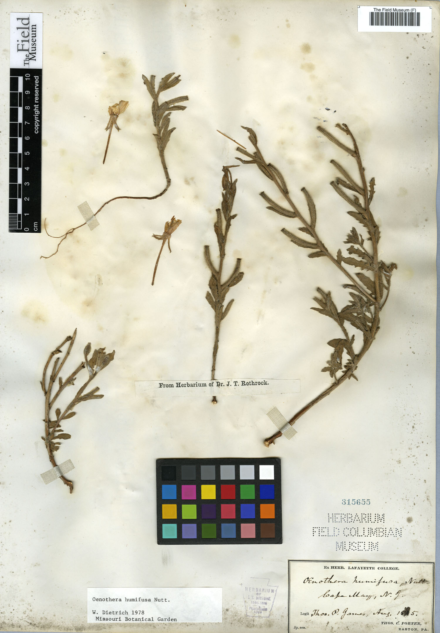 Oenothera humifusa image