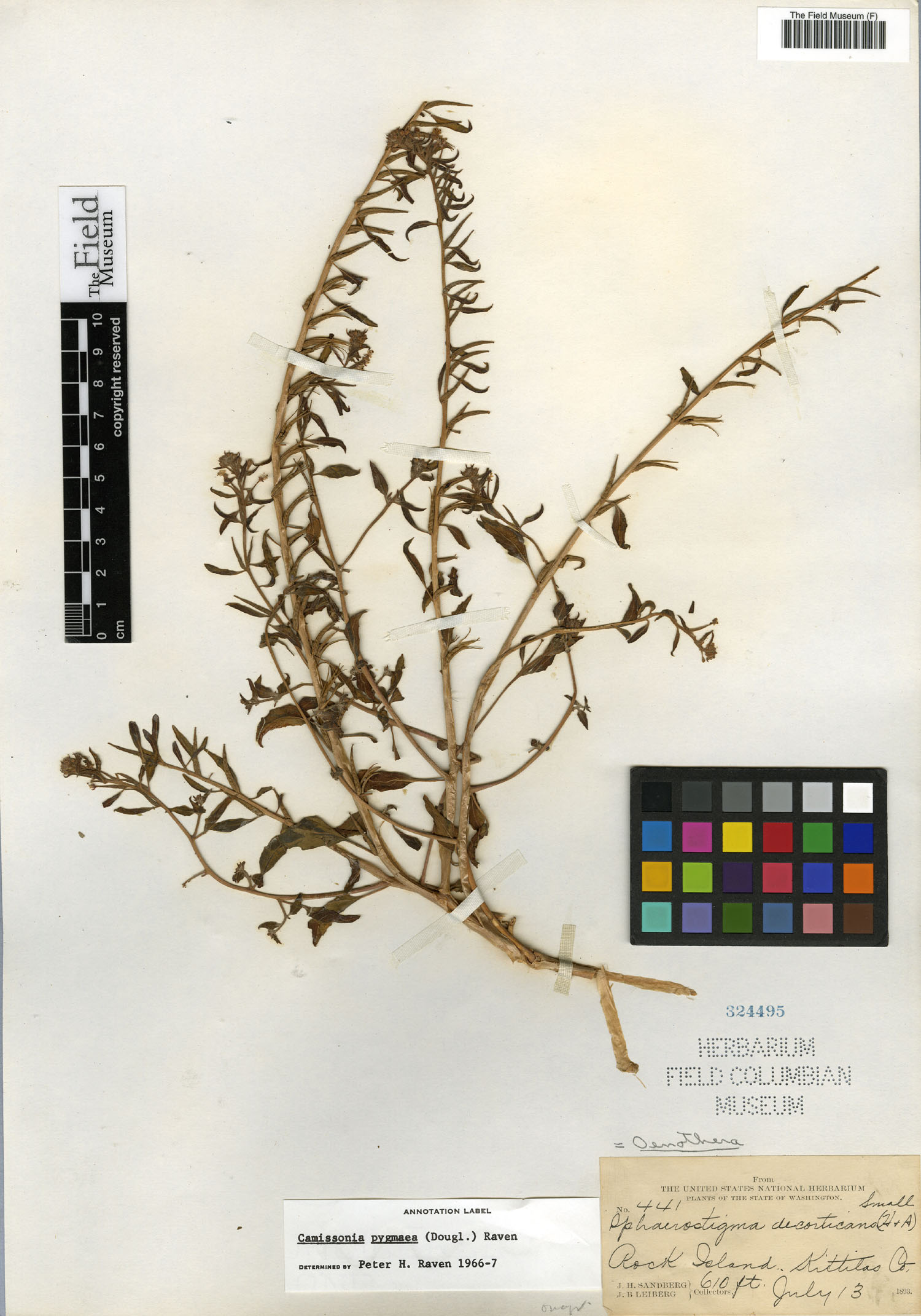 Camissonia pygmaea image