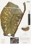 Caladium bicolor (Aiton) Vent., D. Irvine 442, F