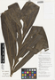 Amydrium zippelianum (Schott) Nicolson, Papua New Guinea, W. N. Takeuchi 8704, F