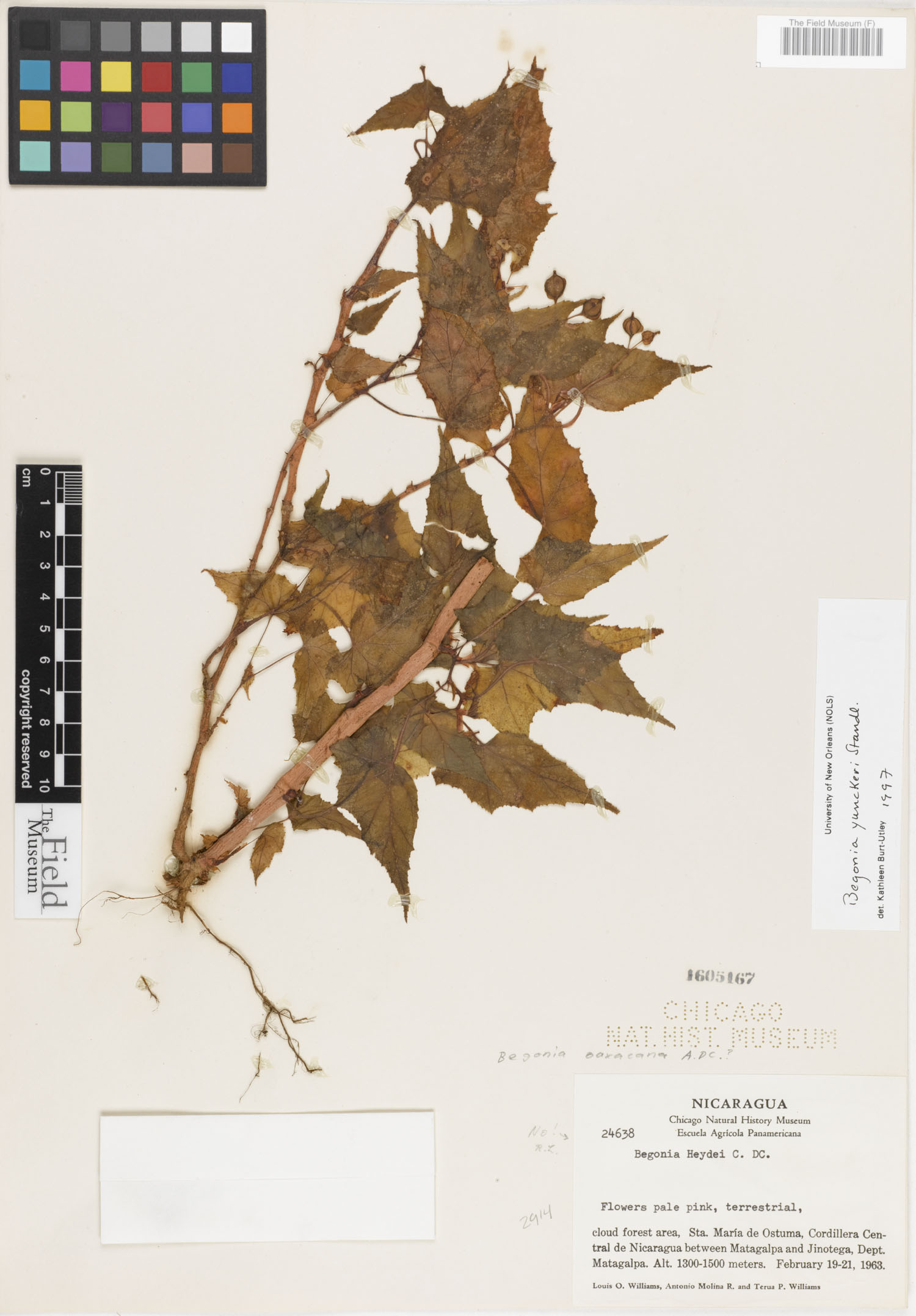 Begonia yunckeri image