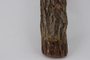 Salix bebbiana Sarg., Diamond Wood, Canada, G. H. Turner, F