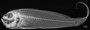 Owstonia totomiensis FMNH 55425 Holotype x-ray