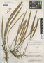 Octomeria rhizomatosa C. Schweinf., VENEZUELA, J. A. Steyermark 60830, Isotype, F