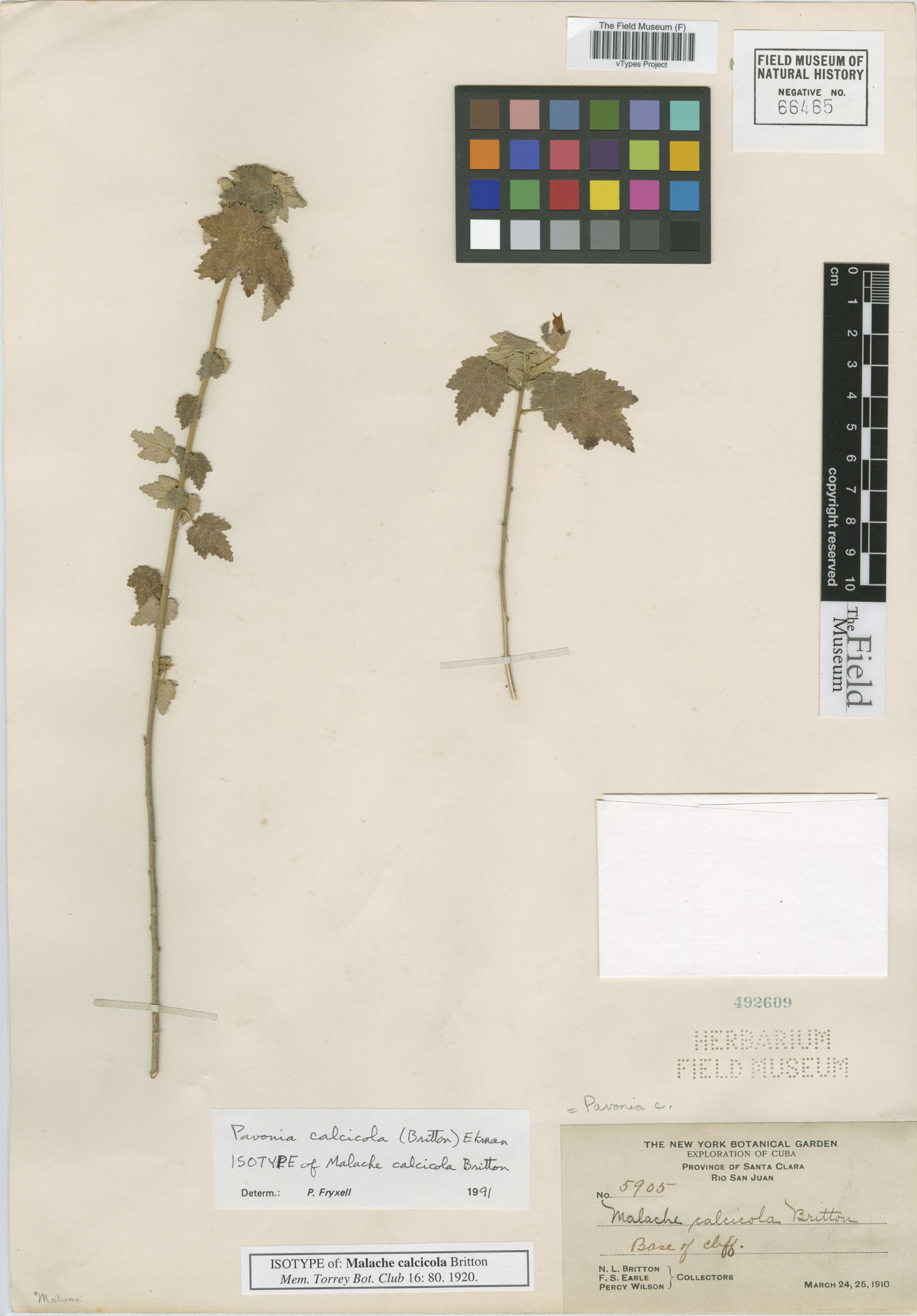 Pavonia calcicola image