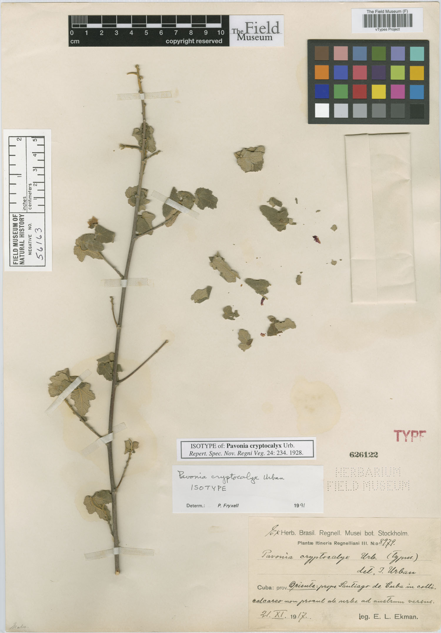 Pavonia cryptocalyx image