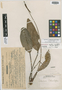 Anthurium austin-smithii image
