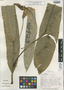 Anthurium brenesii Croat & R. A. Baker, COSTA RICA, T. B. Croat 46923, Isotype, F