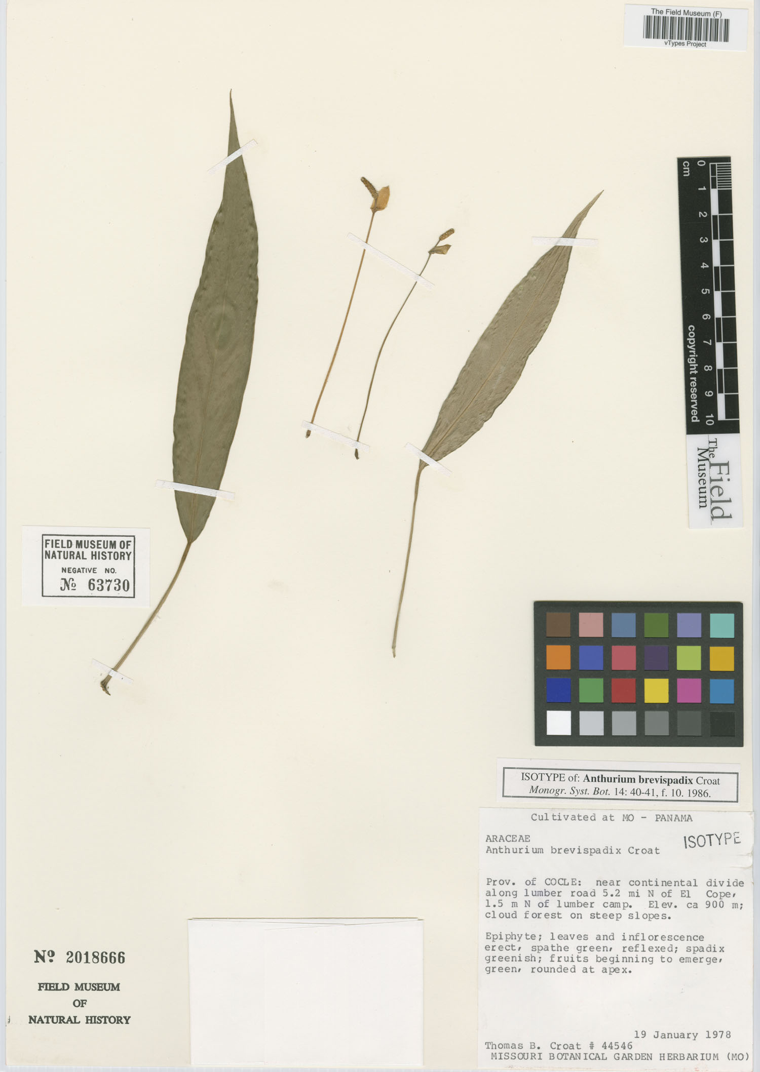 Anthurium brevispadix image