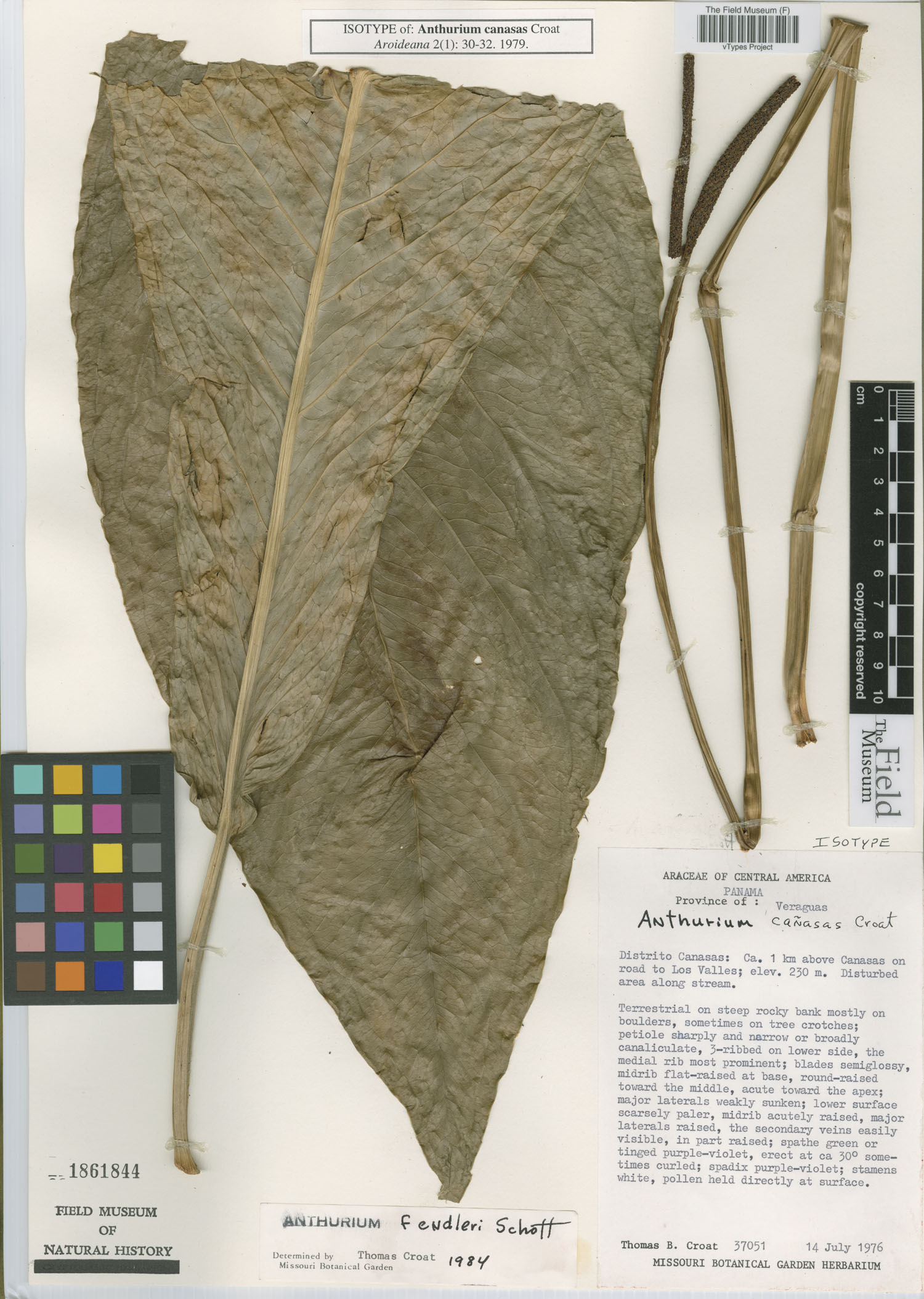Anthurium fendleri image