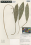 Image of Anthurium cartiense