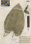 Anthurium chlorocardium Standl. & L. O. Williams, HONDURAS, R. Armour 6075, Isotype, F
