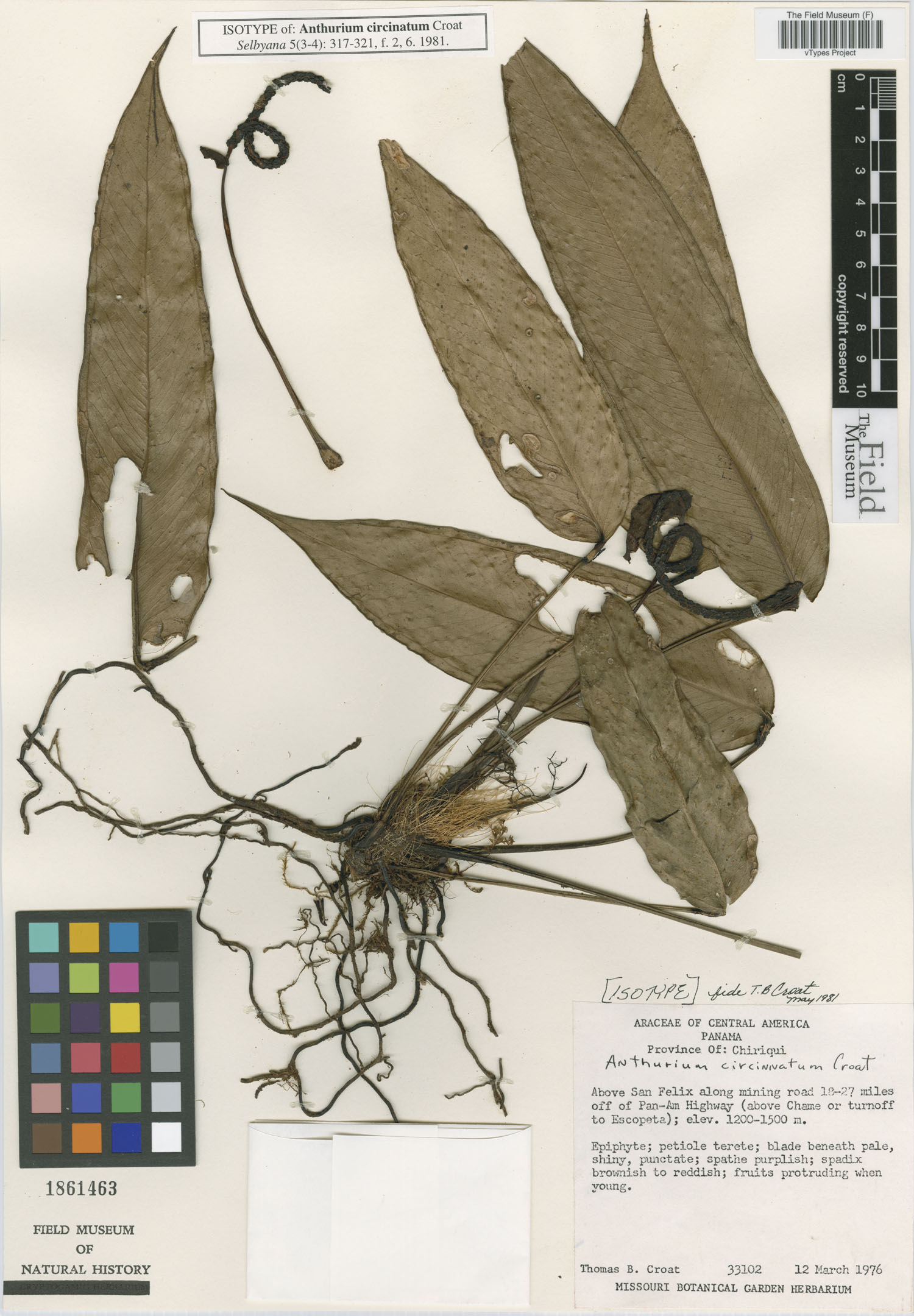 Anthurium circinatum image