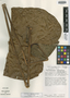 Anthurium clavatum Croat & R. A. Baker, COSTA RICA, T. B. Croat 36079, Isotype, F