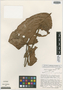 Anthurium curvispadix image