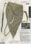 Anthurium purpureospathum image