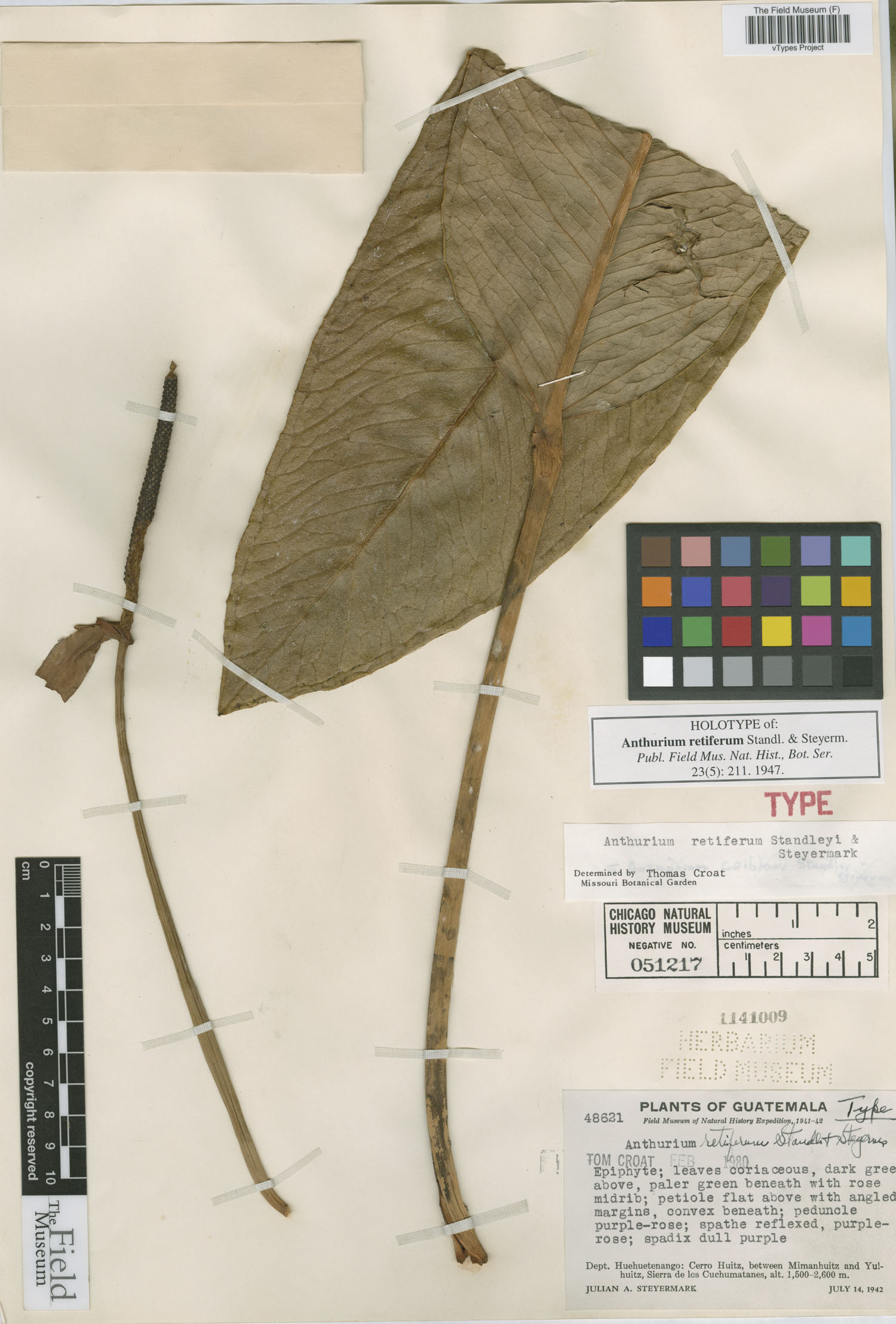 Anthurium retiferum image
