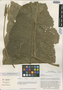 Anthurium salvadorense Croat, EL SALVADOR, T. B. Croat 42169, Isotype, F