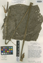 Anthurium schottianum Croat & R. A. Baker, COSTA RICA, T. B. Croat 43247, Isotype, F