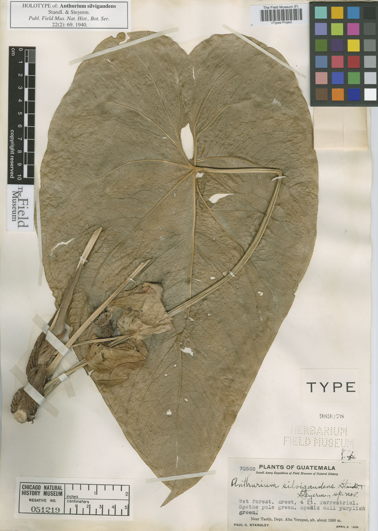 Anthurium silvigaudens image