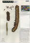 Anthurium upalaense Croat & R. A. Baker, COSTA RICA, T. B. Croat 36342, Isotype, F