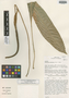 Anthurium upalaense Croat & R. A. Baker, COSTA RICA, T. B. Croat 36342, Isotype, F