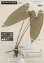 Anthurium yunckeri Standl., HONDURAS, T. G. Yuncker 5935, Holotype, F