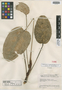 Anthurium duidae Steyerm., VENEZUELA, J. A. Steyermark 58099, Holotype, F