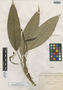 Anthurium ecuadorense Engl., ECUADOR, F. C. Lehmann 5327, Isotype, F