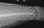 Owstonia totomiensis FMNH 55424 Holotype x-ray caudal