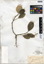 Peperomia magnoliifolia image