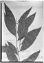 Field Museum photo negatives collection; Genève specimen of Ouratea jurgensenii Engl., MEXICO, C. Jürgensen 779, Type [status unknown], G